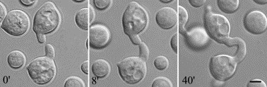 Cell fusion of germinated spores of Neurospora crassa