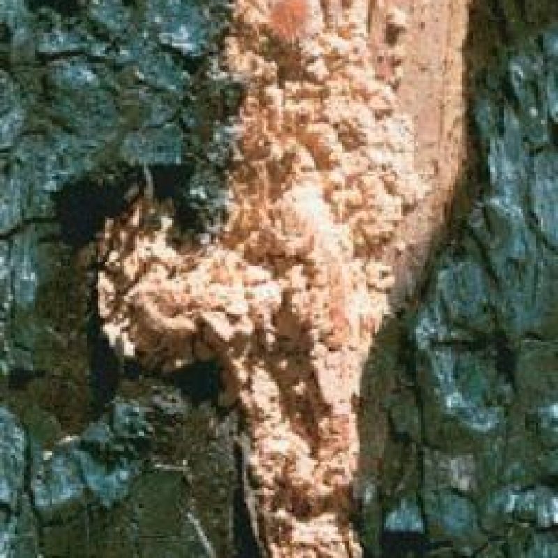 bark