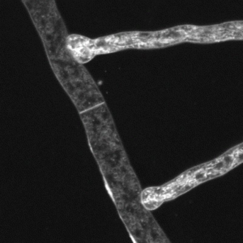 fusing hyphae
