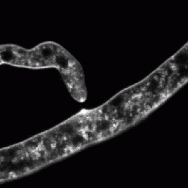 fusing hyphae