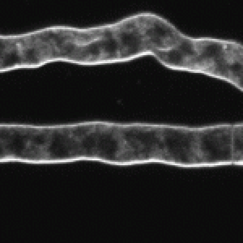 fusing hyphae