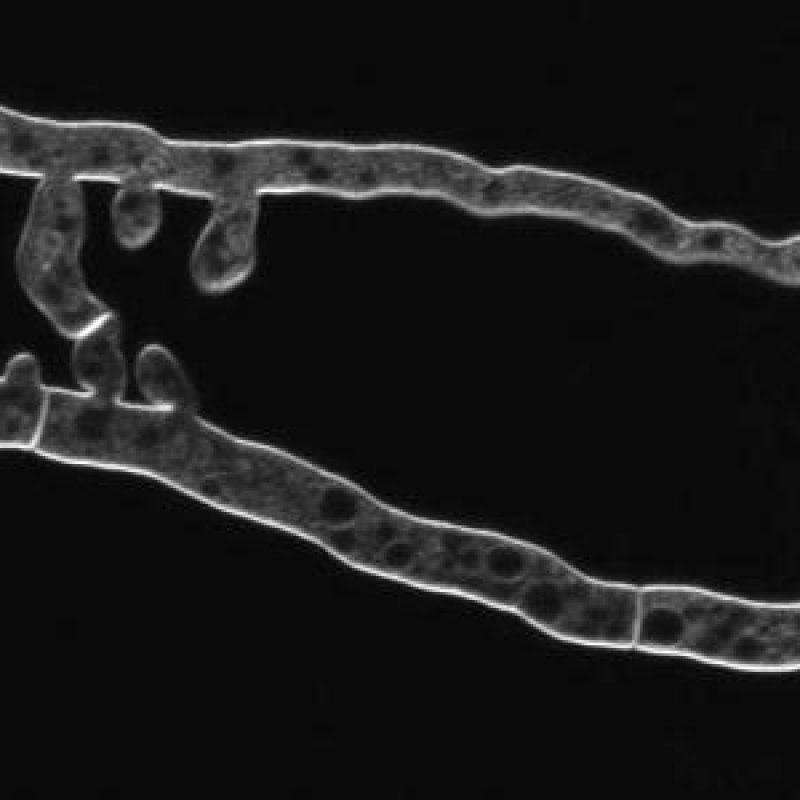 fusing hyphae