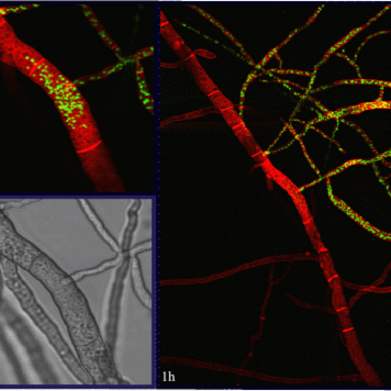confocal PCD