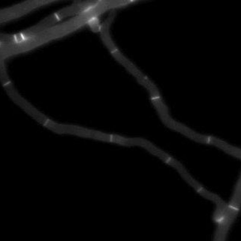 fusing hyphae