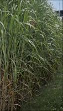 Bioenergy: Plant Cell Wall Degradation