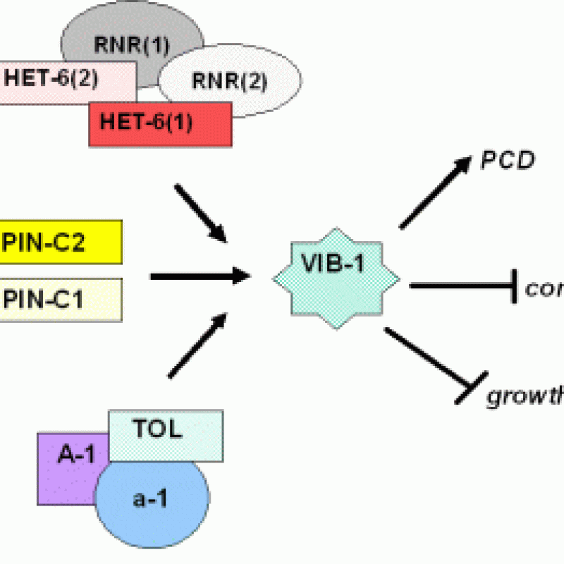 research figure