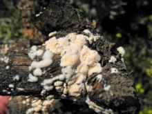 fungus
