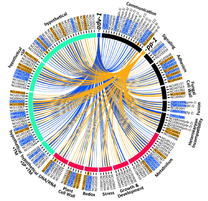 Network of MAP-Kinase Pathways and Transcription Factors in Neurospora crassa